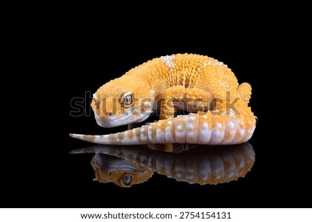 Leopard gecko in black background ,leopard gecko isolated on black background, Portrait of a leopard gecko on black background	