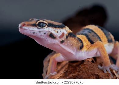 The leopard gecko or common leopard gecko, Eublepharis macularius is a ground dwelling lizard 