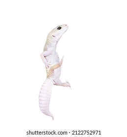 Leopard Gecko Dancing On White Background Stock Photo 2122752971 ...