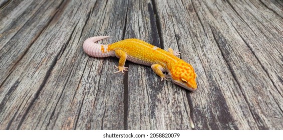 Leopard Gecko Enigma With Orange Colour