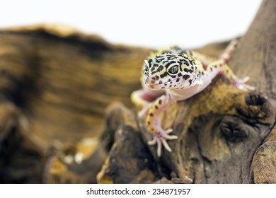 Leopard Gecko (Eublepharis Macularius) 