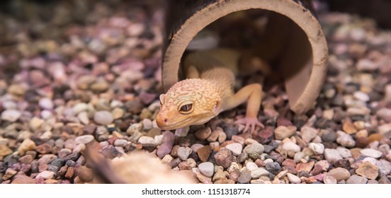 Leopard Gecko (Eublepharis Macularius) Is A Cathemeral, Ground-dwelling Lizard  