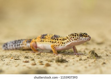 Leopard Gecko (Eublepharis Macularius) Is A Cathemeral, Ground-dwelling Lizard Naturally Found In The Highlands Of Asia And Throughout Afghanistan, To Parts Of Northern India. 