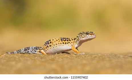 Leopard Gecko (Eublepharis Macularius) Is A Cathemeral, Ground-dwelling Lizard Naturally Found In The Highlands Of Asia And Throughout Afghanistan, To Parts Of Northern India. 