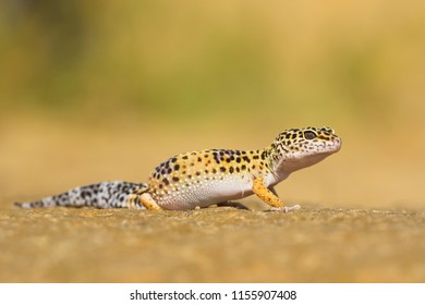 Leopard Gecko (Eublepharis Macularius) Is A Cathemeral, Ground-dwelling Lizard Naturally Found In The Highlands Of Asia And Throughout Afghanistan, To Parts Of Northern India. 