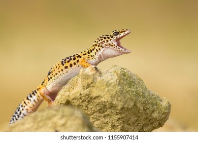 Leopard Gecko (Eublepharis Macularius) Is A Cathemeral, Ground-dwelling Lizard Naturally Found In The Highlands Of Asia And Throughout Afghanistan, To Parts Of Northern India. 