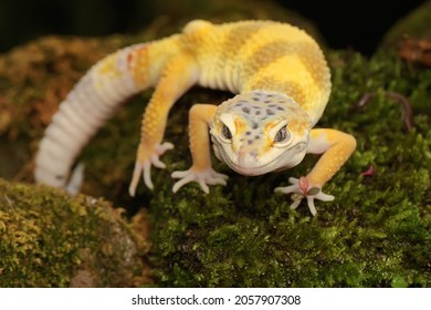 122 High yellow leopard gecko Images, Stock Photos & Vectors | Shutterstock