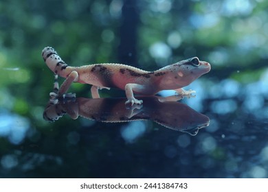 Leopard Gecko or Eublepharis macularius in Reflection Glass