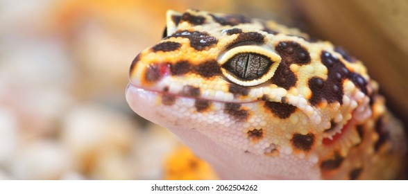 Leopard Gecko Eublepharis Macularius In The Zoo, Close-up. Tallinn, Estonia. Portrait Art, Zoology, Herpetology, Environmental Conservation, Science, Education Concepts