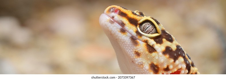 Leopard Gecko Eublepharis Macularius In The Zoo, Close-up. Tallinn, Estonia. Portrait Art, Zoology, Herpetology, Environmental Conservation, Science, Education Concepts