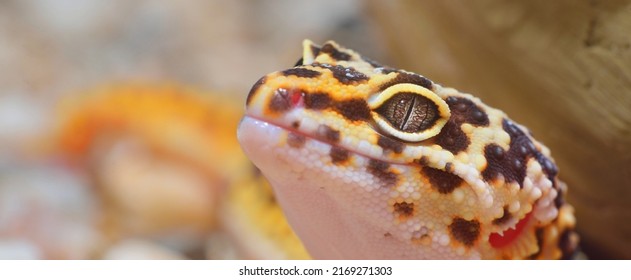 Leopard Gecko Eublepharis Macularius In The Zoo, Close-up. Tallinn, Estonia. Portrait Art, Zoology, Herpetology, Environmental Conservation, Science, Education Concepts