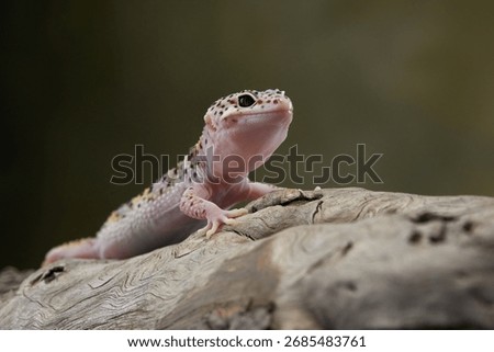 A leopard gecko is exploring a log, its vibrant colors standing out against the rough wood