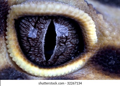 Leopard Gecko Eye Close Up