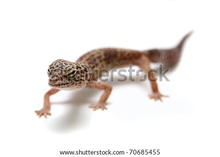 The Leopard gecko in front of a white background
