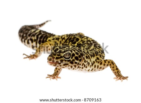Leopard gecko in front of a white background