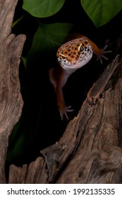 Leopard Gecko Hiding In Tree Branch.