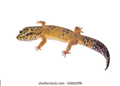 Yellow Spotted Lizard Images Stock Photos Vectors Shutterstock