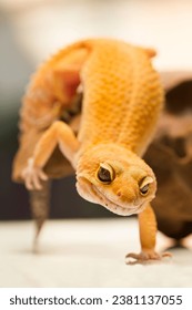 Leopard gecko lizard, close up macro on nature background.