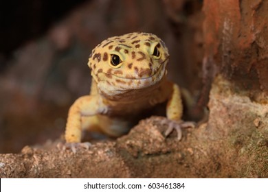 Leopard Gecko Images Stock Photos Vectors Shutterstock