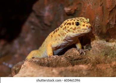 Leopard Gecko Images Stock Photos Vectors Shutterstock