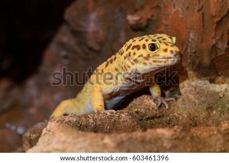Leopard gecko lizard, close up macro. Cute Leopard gecko portrait (Eublepharis macularius). Leopard gecko on the rock.