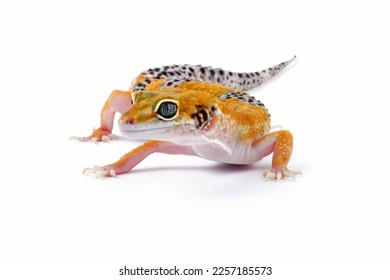 leopard gecko lizard isolated on white background , eublepharis macularius - Powered by Shutterstock