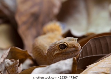 Leopard gecko lizard isolated on nature background, animal closeup