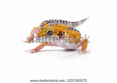 leopard gecko lizard isolated on white background , eublepharis macularius