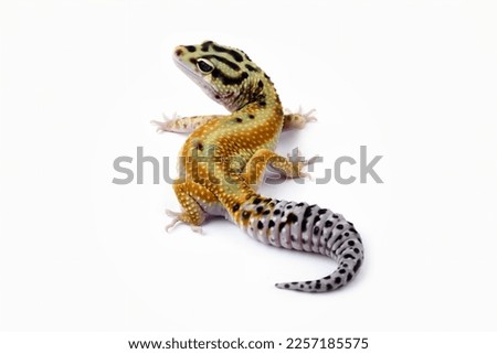 leopard gecko lizard isolated on white background , eublepharis macularius Stock photo © 