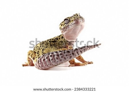 Leopard gecko lizard isolated on white, eublepharis macularius, animal closeup