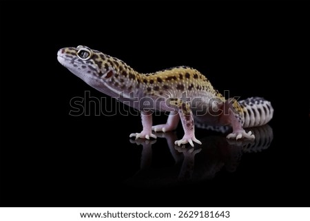 Leopard gecko lizard isolated on black, Fat-tailed gecko eublepharis macularius