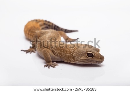 Leopard gecko lizard isolated on white background, animal closeup
