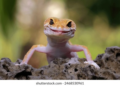 Leopard gecko lizard on branch , eublepharis macularius