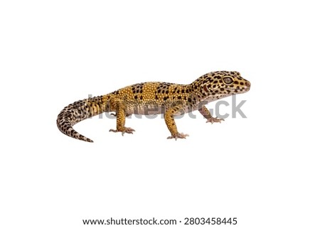Leopard Gecko Lizard Standing Isolated