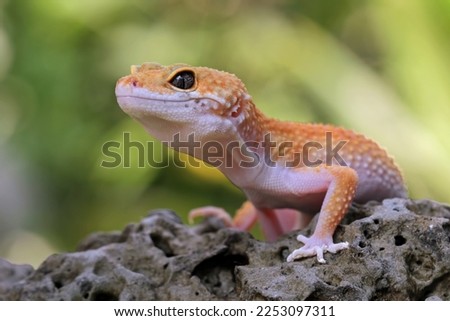 Leopard gecko lizards on the rock, cute lizards that are easy to care for, eublepharis macularius, animal closeup