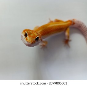 Leopard Gecko Looking For Food