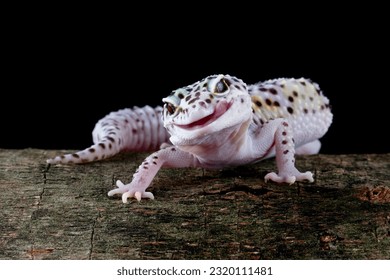 Leopard Gecko Mack Snow (Eublepharis macularius) is not a different species; in fact, it is just a mutation of the common Leopard gecko.