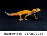 leopard gecko on black background, Super Hypo Tangerine Carrot Tail Gecko