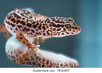Leopard gecko on reflecting background - Powered by Shutterstock - Get 15% off with code: PIKWIZARD15