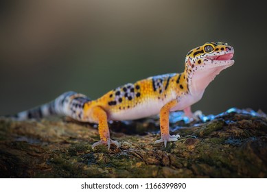 Leopard Gecko is on a tree branch