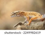 leopard gecko on a tree trunk