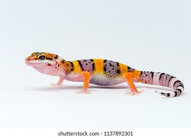 Leopard Gecko on white background