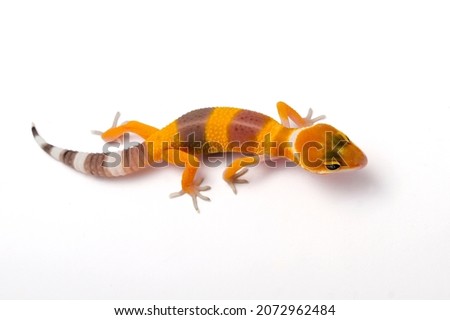 Leopard Gecko on white background.Leopard gecko lizard, close up macro. Stock photo © 