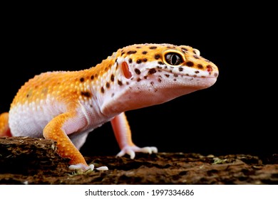 242 Black and white spotted leopard gecko Images, Stock Photos ...