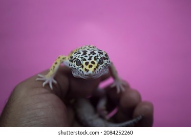 Leopard Gecko Pet's Funny Facial Expression When Held In Hand