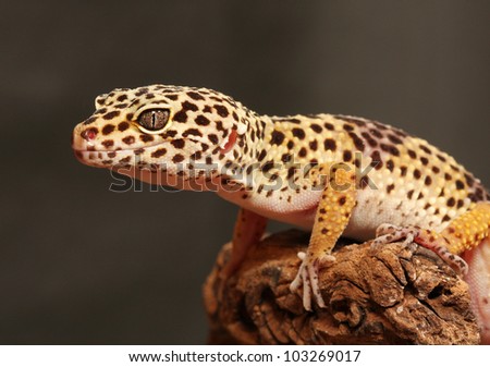 leopard gecko sitting on a brunch