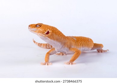 leopard gecko in a white background