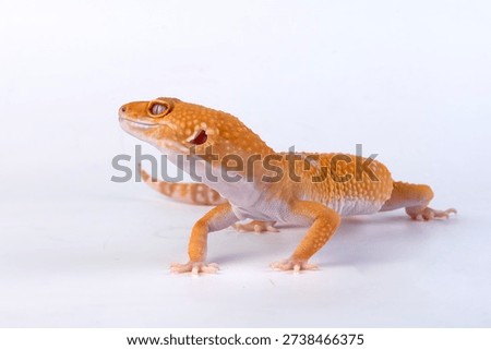 leopard gecko in a white background