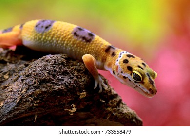 Leopard Gecko Images Stock Photos Vectors Shutterstock