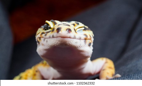 Smiling Gecko Images Stock Photos Vectors Shutterstock - 